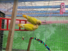 Lutino opaline love bird